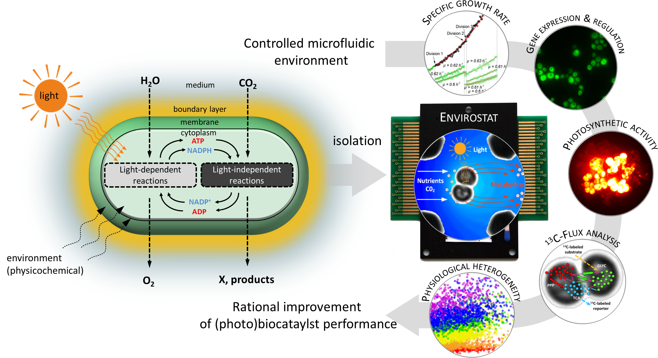 Platform Single Cell Analysis